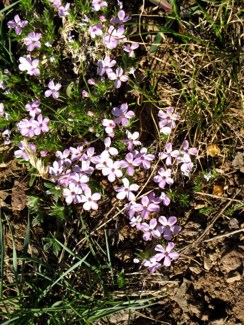 Purple-violet flower, Spring in the Sonora Gap.